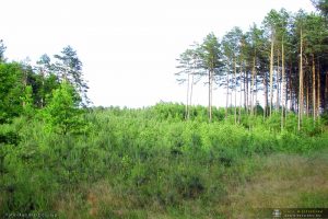 Wspólne sadzenie lasu dla upamiętnienia Setnej Rocznicy Odzyskania Niepodległości Rzeczypospolitej Polskiej
