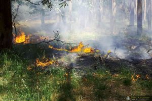 Zagrożenie pożarowe lasów