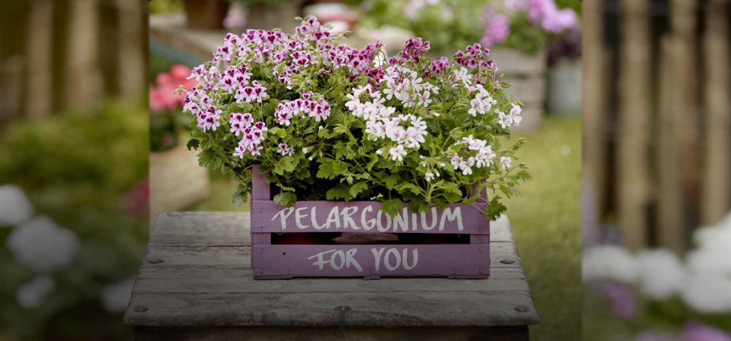 geraniums get together garden 000