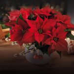 poinsettia_000