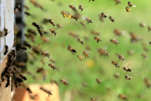 miód pszczoły 000