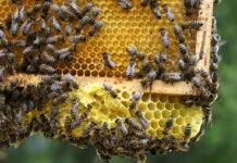 pszczoły na terenie amest otwock 000