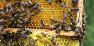 pszczoły na terenie amest otwock 000