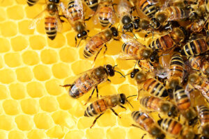 pszczoły na terenie amest otwock 001
