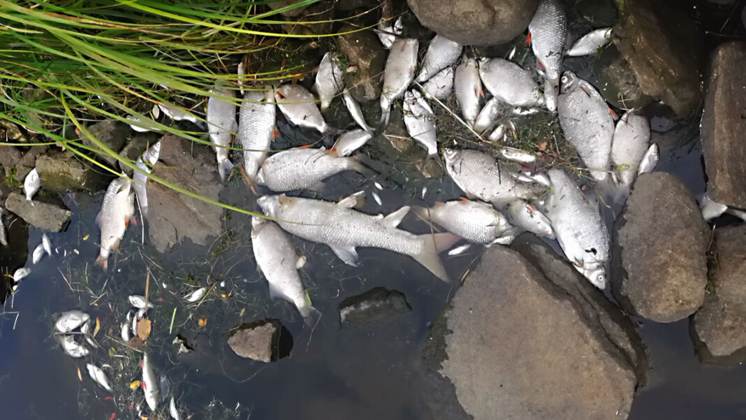 Śnięte ryby odra międzyrzecz 000