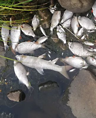 Śnięte ryby odra międzyrzecz 000