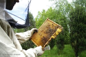 Światowy dzień pszczół 002