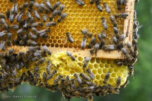 Światowy dzień pszczół 003