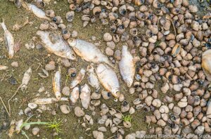 martwe ryby i slimaki z odry ryszard filipowicz adobestock 525103616 z
