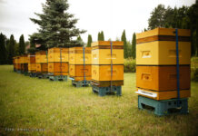 pszczoły z pasieki amest otwock 000