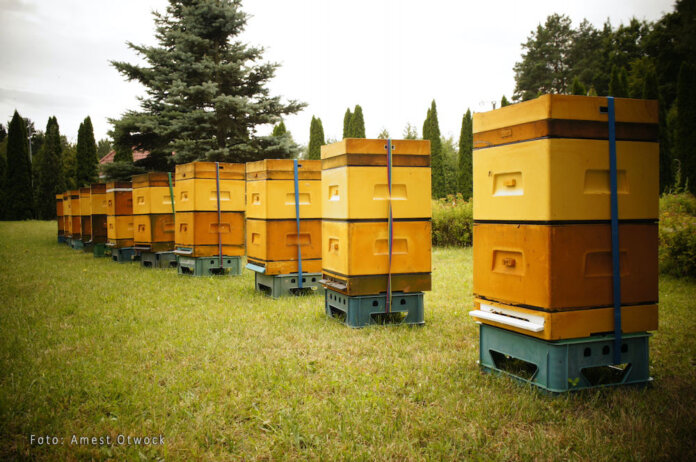 pszczoły z pasieki amest otwock 000