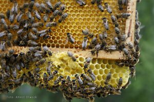 pszczoły z pasieki amest otwock 001