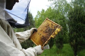 pszczoły z pasieki amest otwock 002