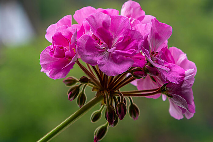 pelargonie 000