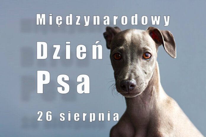 międzynarodowy dzień psa 000