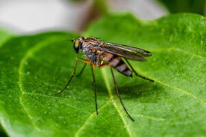 mosquito anopheles mosquito