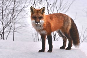 Zakaz hodowli zwierząt na futra